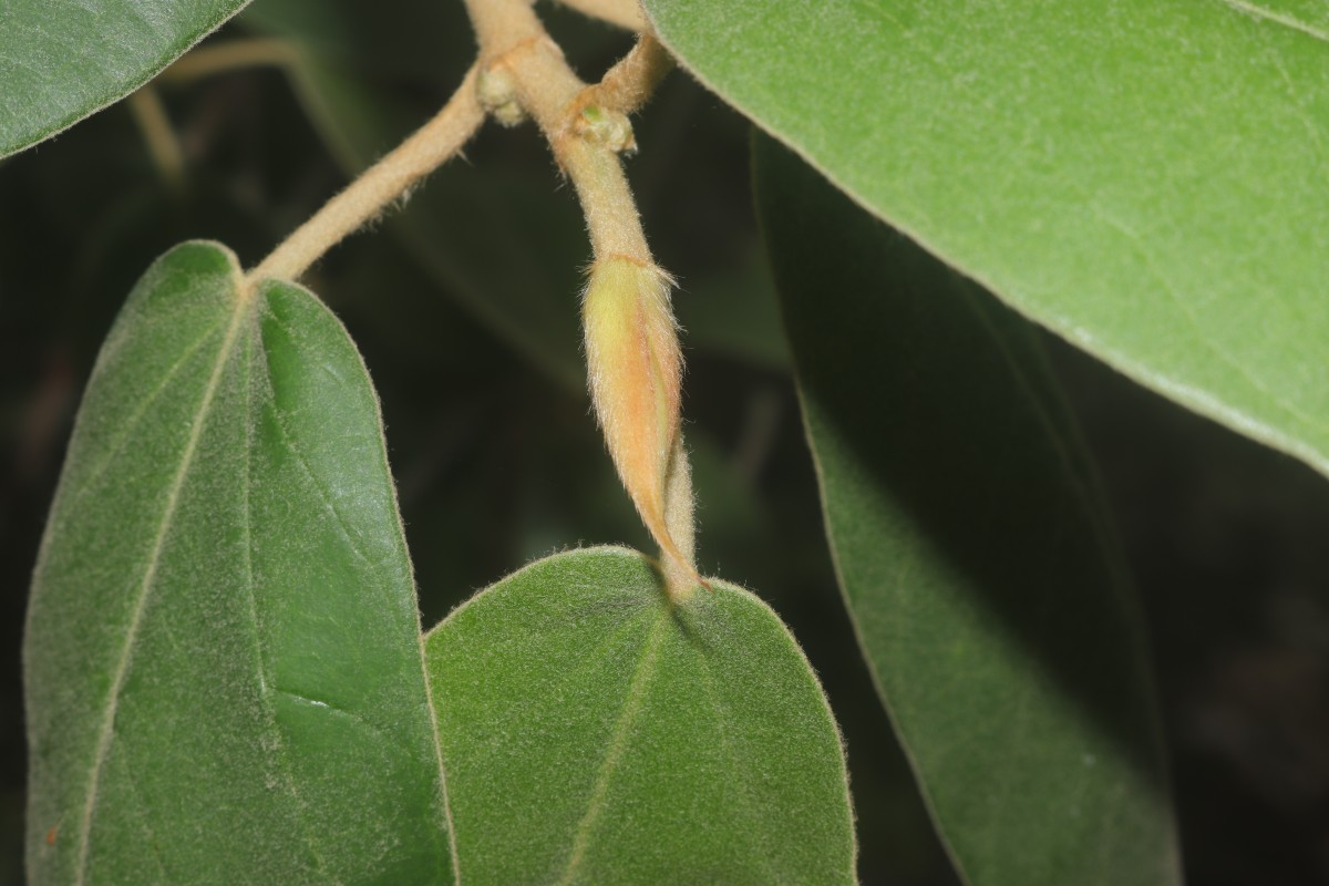 Ficus mollis Vahl